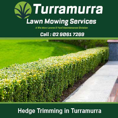 Perfectly manicured hedge in Turramurra